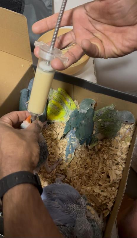 Baby Indian Ring Neck