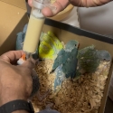 Baby Indian Ring Neck