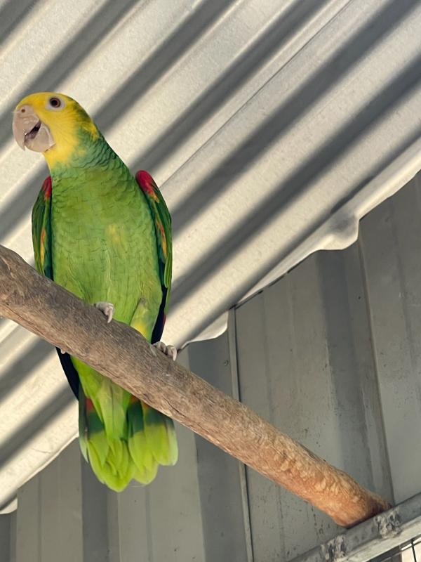 Amazons conures and greys