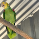 Amazons conures and greys