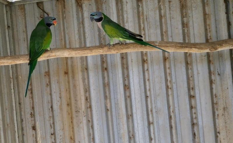 Pair Derbyans