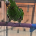 Hand Raised Vosmarie Eclectus baby