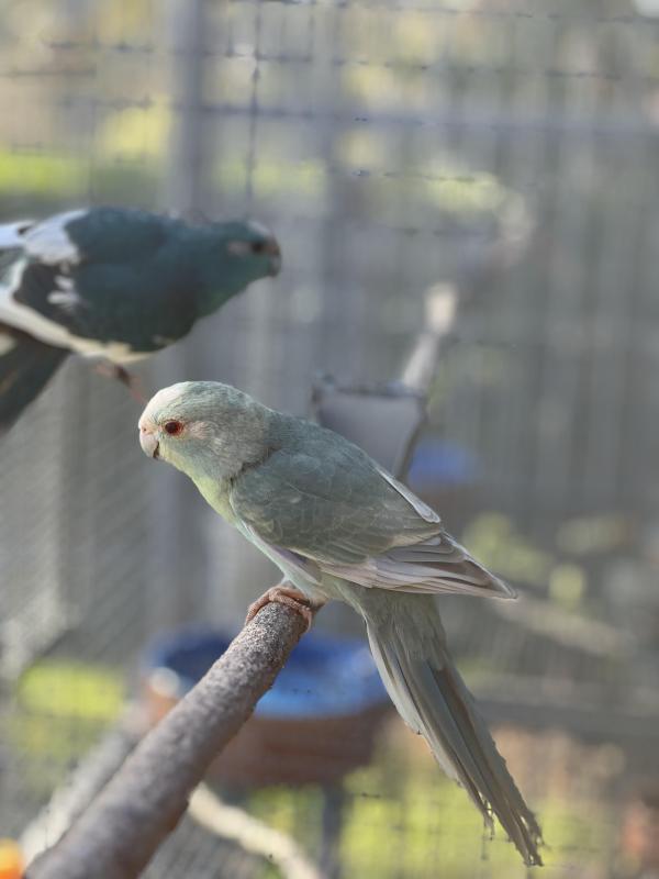 Kakariki mutations
