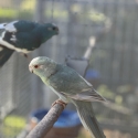Kakariki mutations