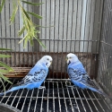 2 x breeding pair of budgies