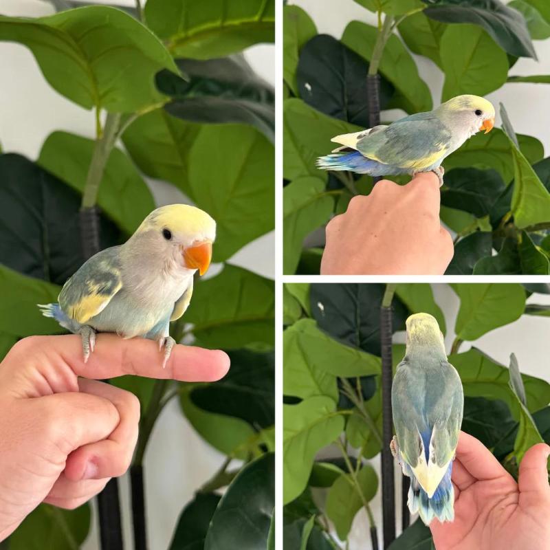 Hand Raised & Tame Lovebird