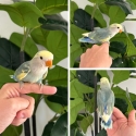 Hand Raised & Tame Lovebird