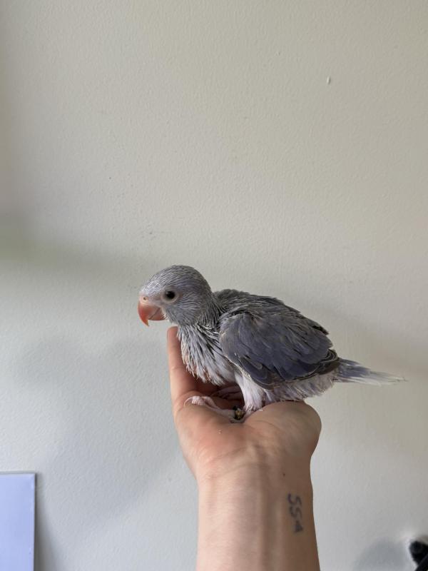 WANTED - babies to hand raise