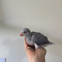 WANTED - babies to hand raise