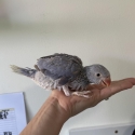 Hand Raised Violet Cleartail Indian Ringneck