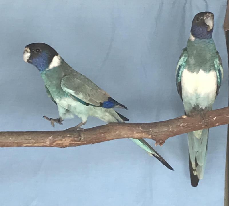 TWENTY EIGHT PARROT MUTATIONS
