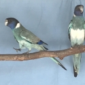 TWENTY EIGHT PARROT MUTATIONS
