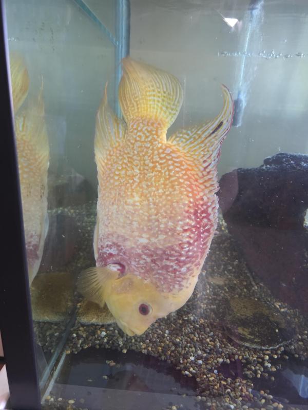 Flower Horn Big Fish
