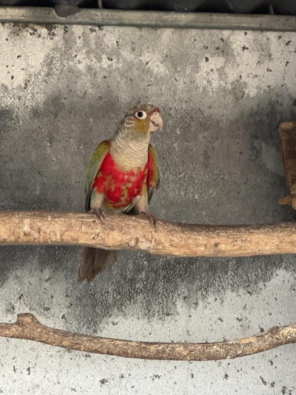Cinnamon crimson belly conure