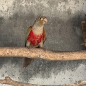 Cinnamon crimson belly conure