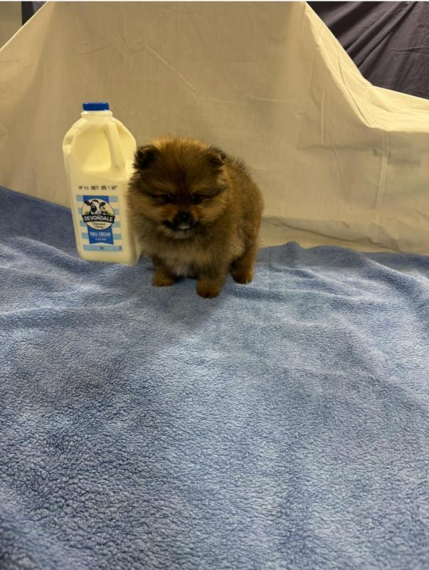 Purebred Pomeranian puppy