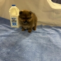 Purebred Pomeranian puppy