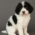 Mini spoodles