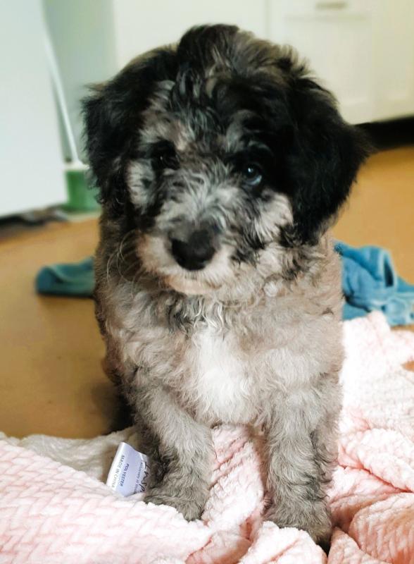 Beautiful Bordoodles - DNA Clear