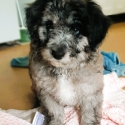 Beautiful Bordoodles - DNA Clear