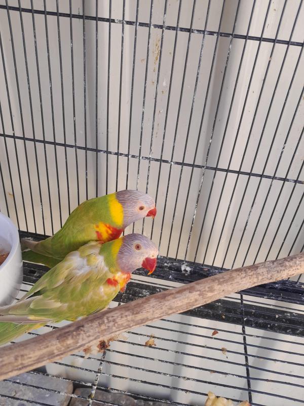 Pair of Fallow lorikeets