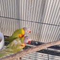 Pair of Fallow lorikeets