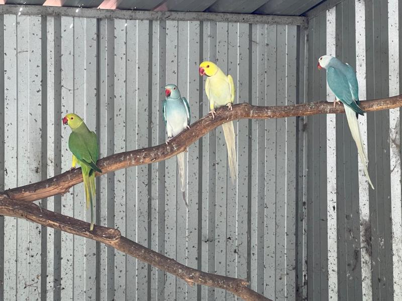Indian ringnecks breeding age