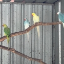 Indian ringnecks breeding age