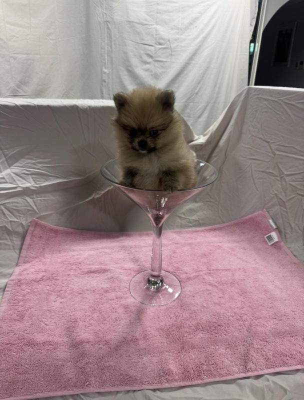 Miniature Teacup purebred Pomeranian female Puppy