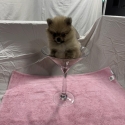 Miniature Teacup purebred Pomeranian female Puppy