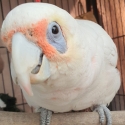 LOVING CORELLA for sale or swap