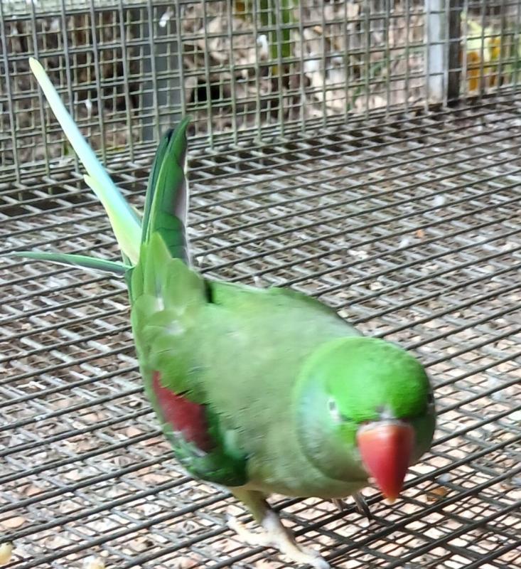 Downsizing regret sale of many birds