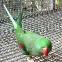 Downsizing regret sale of many birds