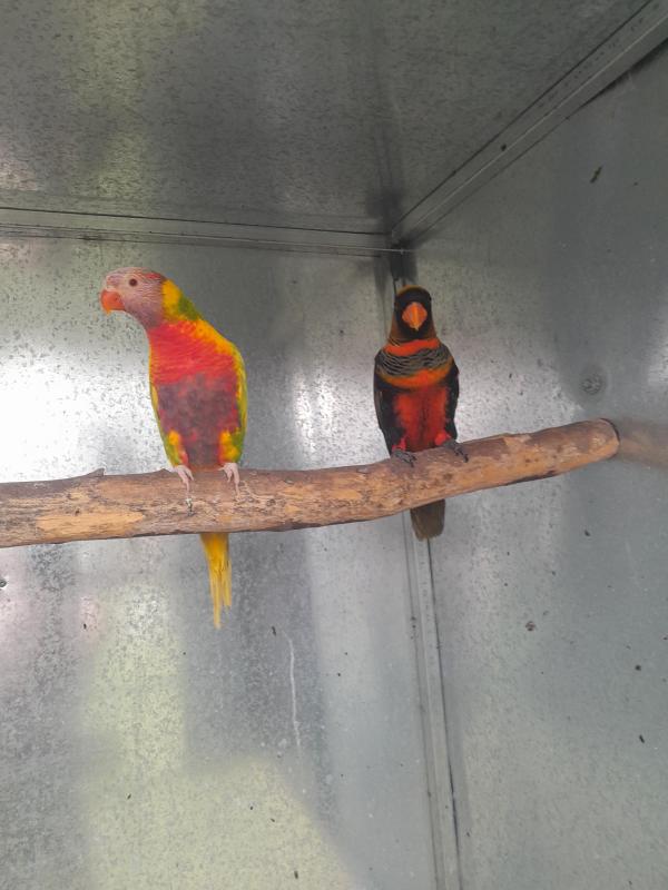 Female Red phase dusky