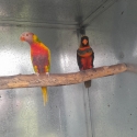Female Red phase dusky