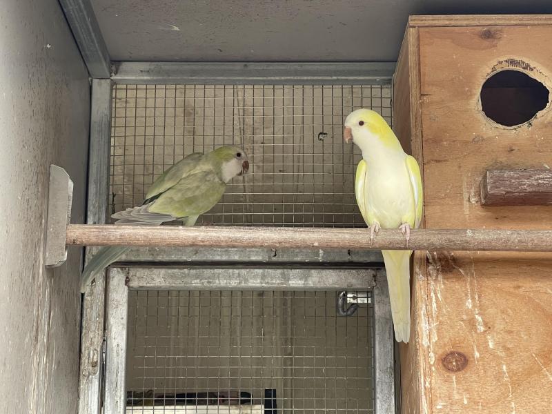 Quaker complete sellout ( birds sold now)
