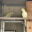 Quaker complete sellout ( birds sold now)