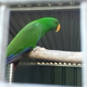 Alexandrine  Macaws blue and Glod Eclectus Parrots