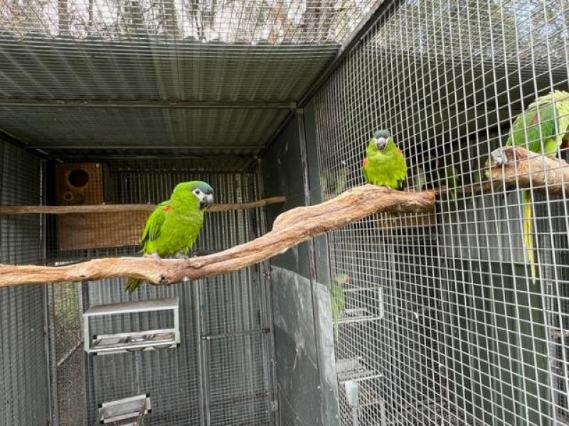 hahns macaws breeding pairs