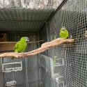 hahns macaws breeding pairs