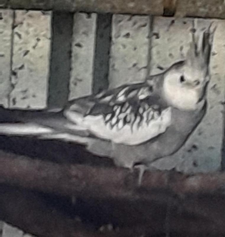 Cockatiels  WANTED 2 females
