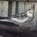 Cockatiels  WANTED 2 females