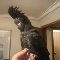 Hand raised naso