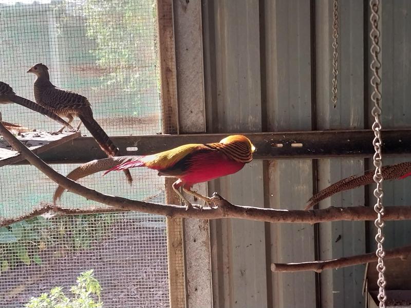 GOLDEN PHEASANTS FERTILE EGGS