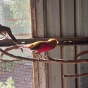 GOLDEN PHEASANTS FERTILE EGGS