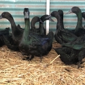 Cayuga fertile eggs