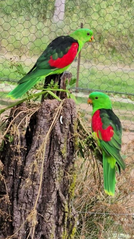 Crimson wing Parrot