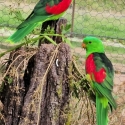 Crimson wing Parrot