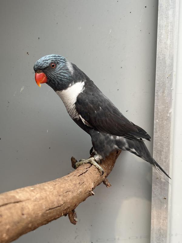 Pair of rainbow lorikeets