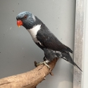 Pair of rainbow lorikeets